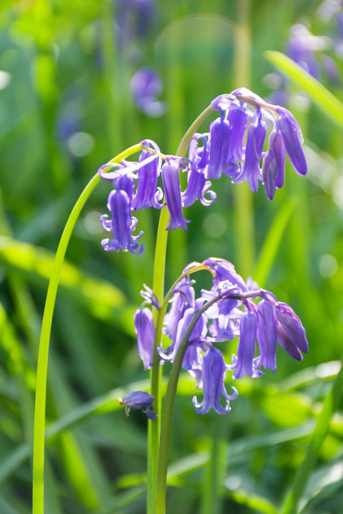 Close-up of three stems of bluebell flowers. The sun lights them up from behind and gives the stems a light green glow.