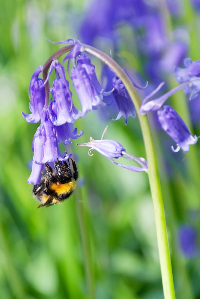 A bumblebee feeds on bluebell flowers. In order to get at the nectar, the bee is hanging upside-down off a single flower.