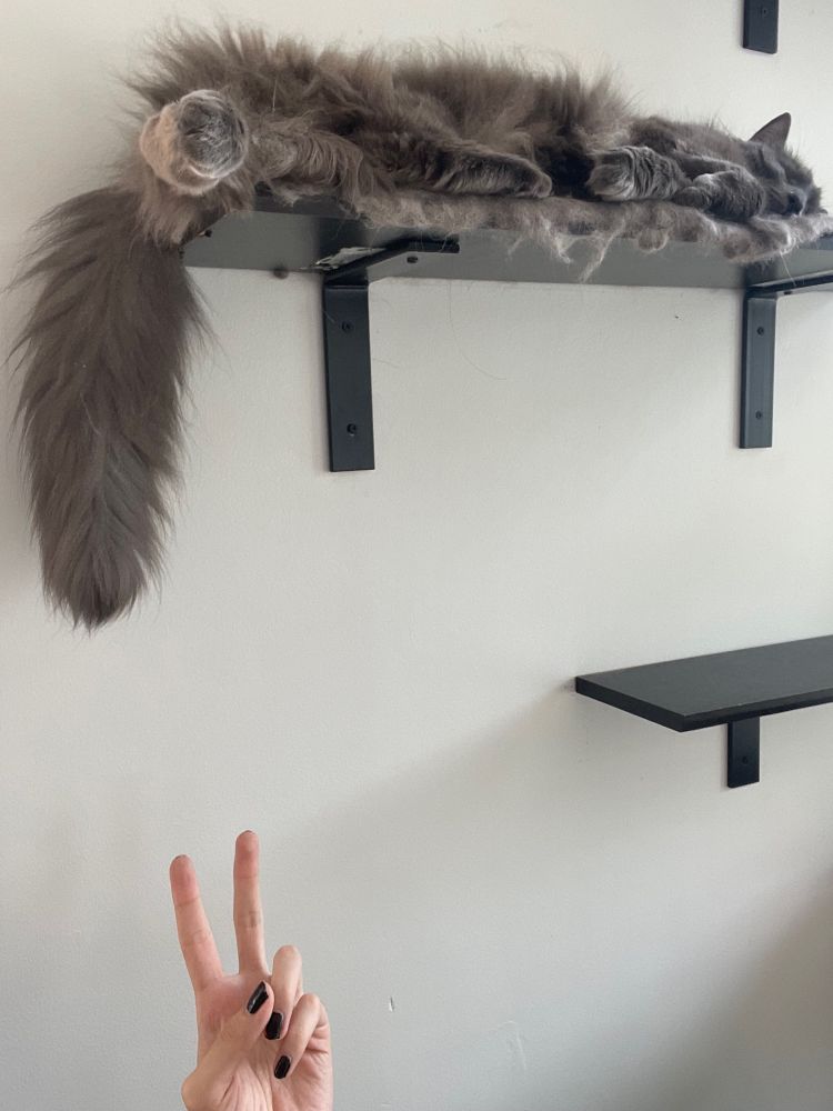 my cat ash sleeping on her shelf , with her big fluffy tail hanging off the shelf. I'm reaching up towards her and doing a piece sign 