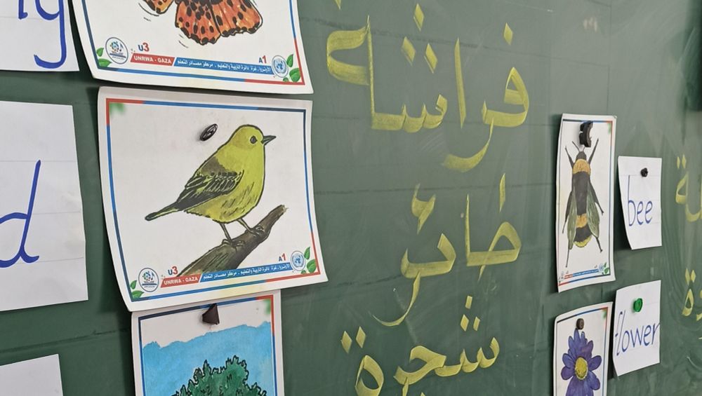 A blackboard with pinned-up pictures of a butterfly, a bird, a tree, a bee and a flower with their English names on one side of them and their Arabic names on the other.