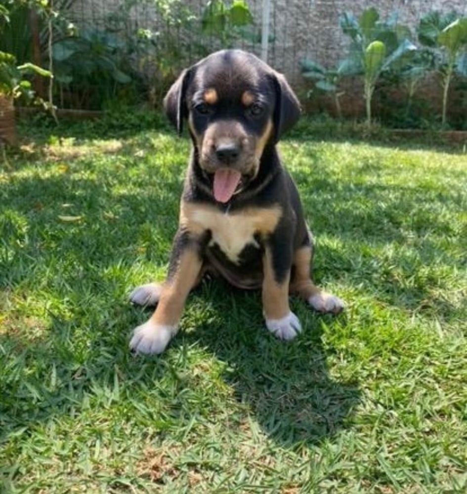 Cachorrinha preta e marrom com patinhas e peito branco com a língua de fora no jardim