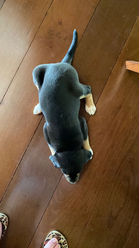 Cachorrinha preta de patinhas brancas deitada num chão de madeira