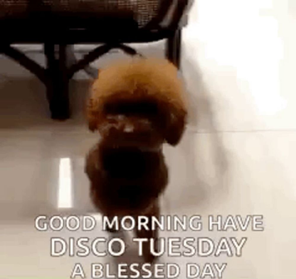 Disco Tuesday Dog GIF