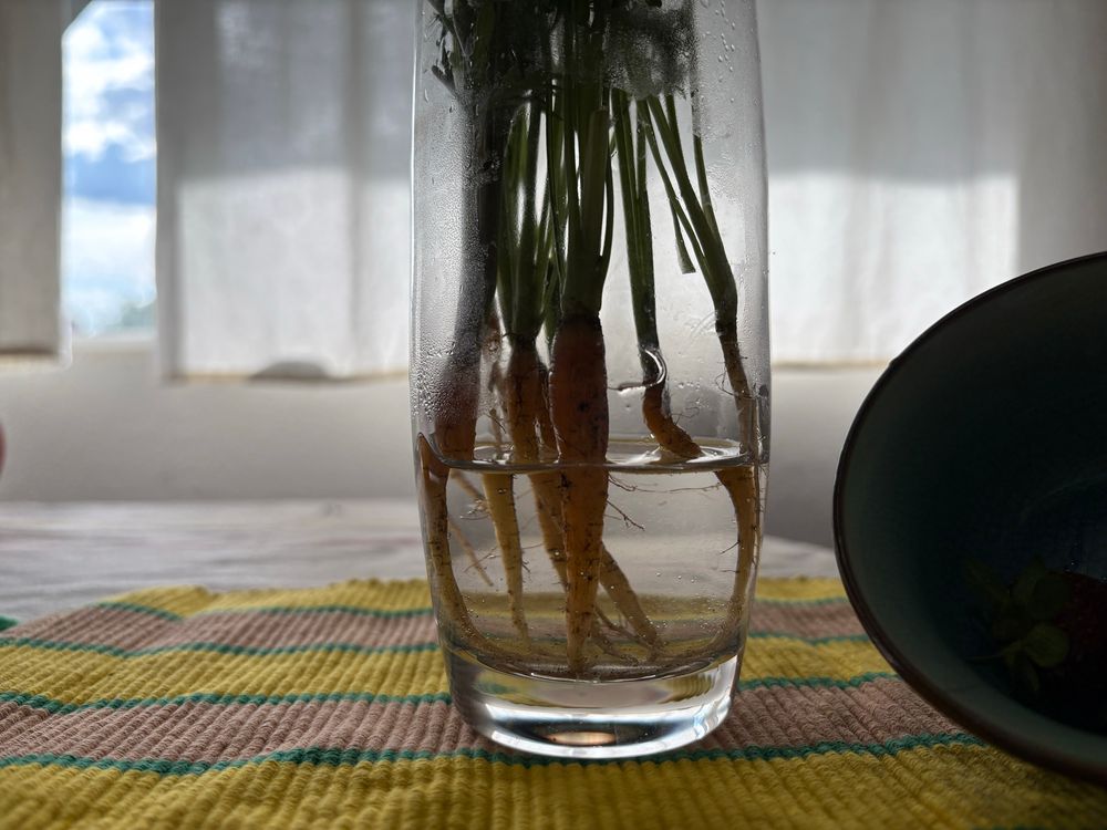 Light shines through a window. It is morning. Baby carrots that didn’t grow very big because I forgot to thin them are backlit. They look like drips of ink spilling down into the roots. I notice the roots have little hairs coming off of them and this strikes me as very cute. The carrots’ little feet dip their toes in water. A cup is backlit and turned on its side. It reminds me of a moon.
