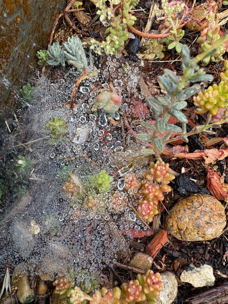A photograph shot on an iPhone in June. Succulent succulents capture water on the air of a spiderweb. A single stone stands out to me, though there are several pictured.