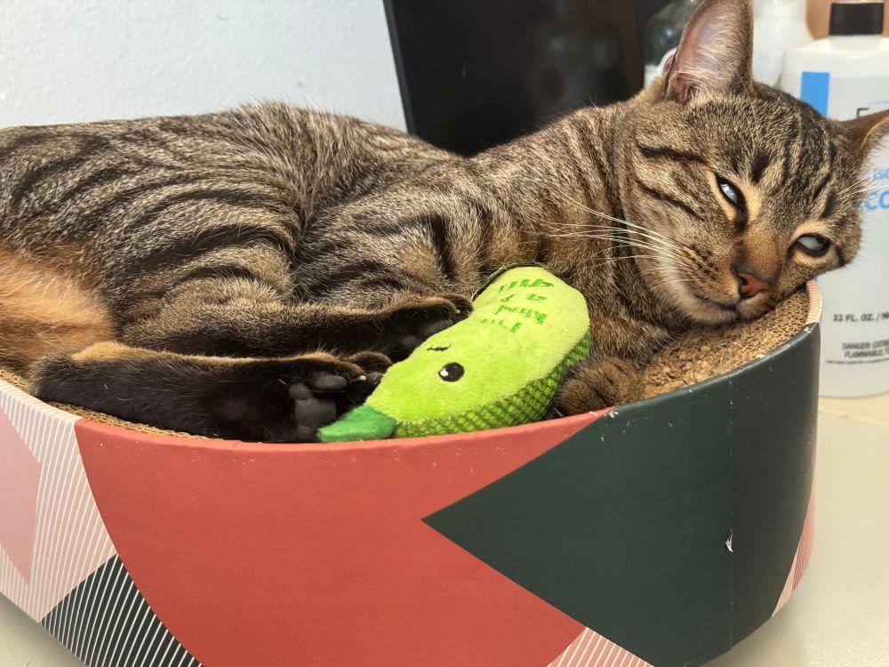 My cat Kino, in a cardboard bed, and a catnip filled pickle toy. Stoned out of his silly little mind.