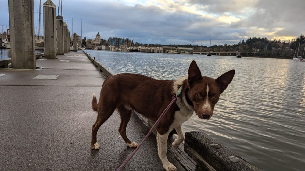 dog on a dock!