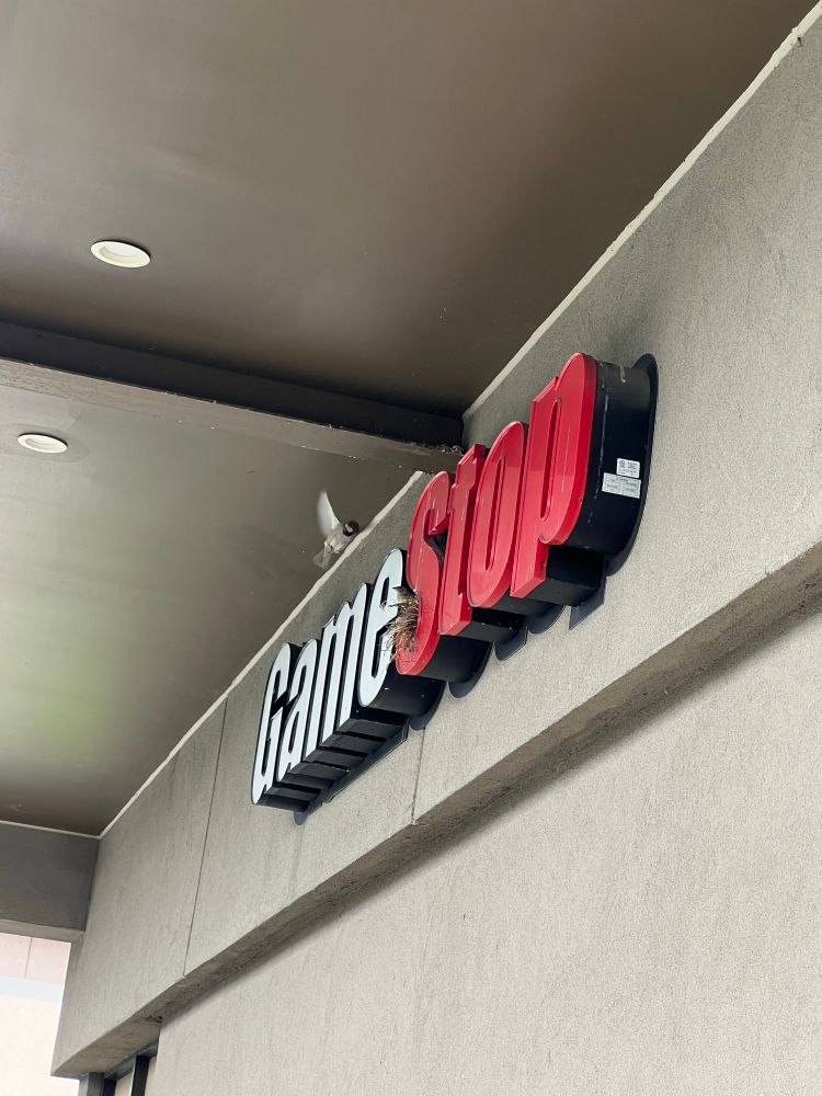 birds nesting on the GameStop logo