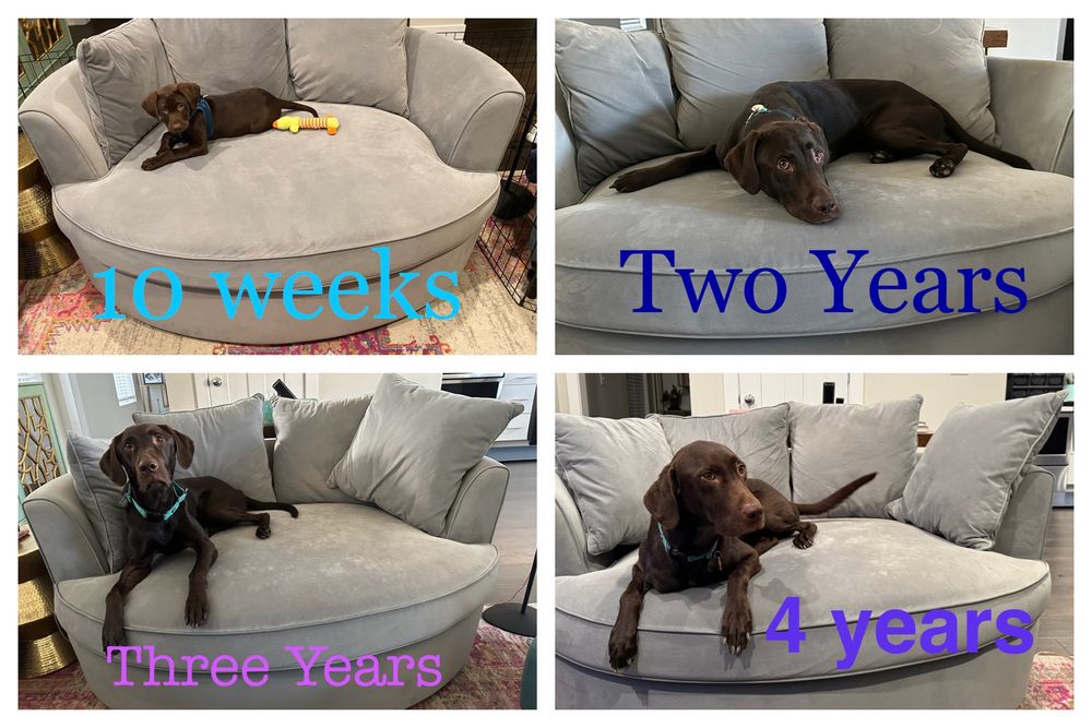 Photos of a chocolate lab on the same gray couch at 10 weeks, 2 years, 3 years, and 4 years