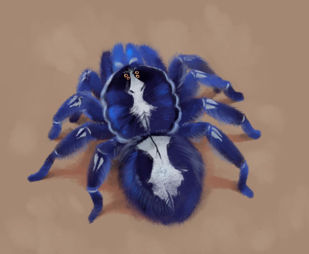 A overhead shot of a deep blue tarantula. It has whitish markings on its legs and down its midsection.