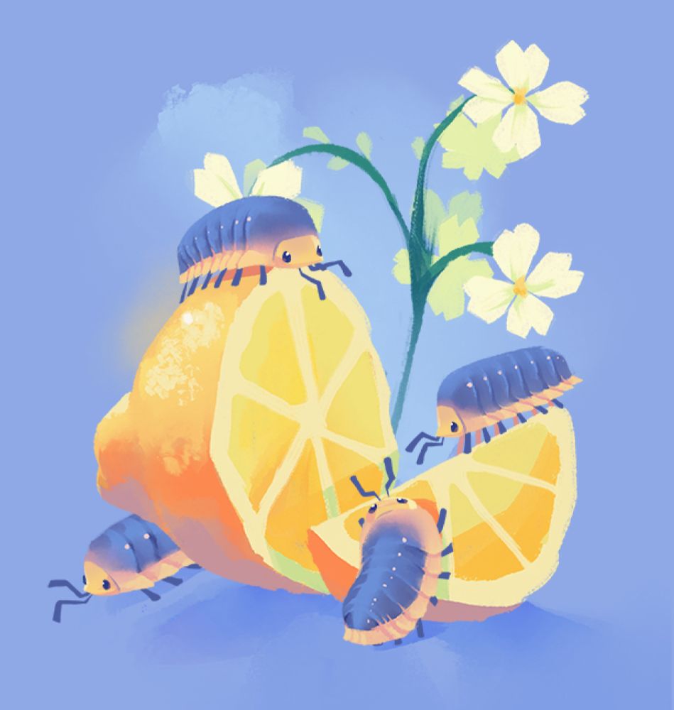 Four simple, cartoony isopods with blue tops and pale yellowbellies crawling over a freshly sliced lemon and some white flowers.