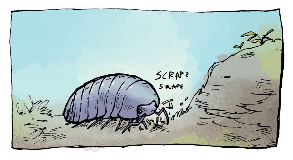 Panel 1 of a three panel comic. An isopod digs at a pile of dirt, text: scrape scrape.