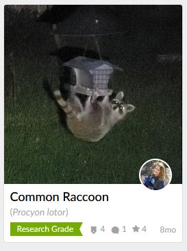 A screenshot of inaturalist, a citizen science app with text describing the common and scientific name of the observation. The image features a common raccoon at night clinging to a birdfeeder upside down. It is looking at the camera as if the viewer just caught it off-guard. 