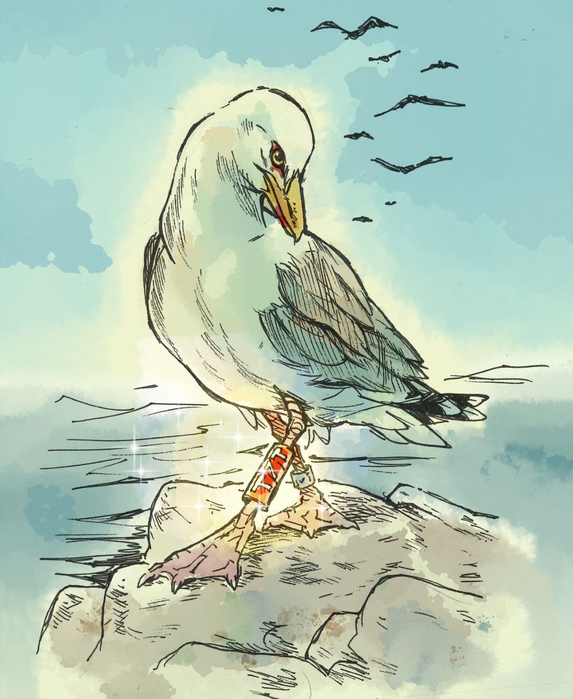 A gull looking coyly at the viewer as it steps forward, showing off a red band  reading "T7T," designating the location it was banded. Its other leg sports a smaller metal band with the text illegible. 