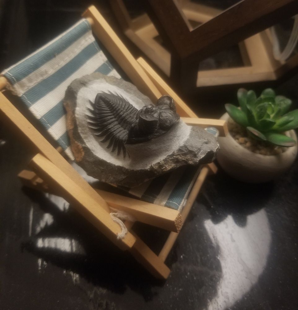 A trilobite fossil placed on a tiny beach chair next to a succulent. 