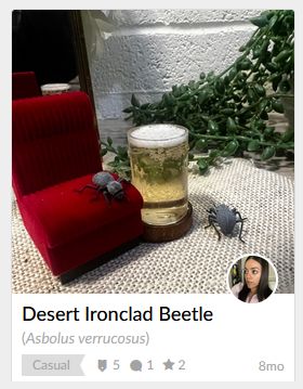 A screenshot of inaturalist, a citizen science app with text describing the common and scientific name of the observation. The image features two desert ironclad beetles, a species with a rough gray shell, lounging on a small toy chair with a shotglass of beer placed beside them. 