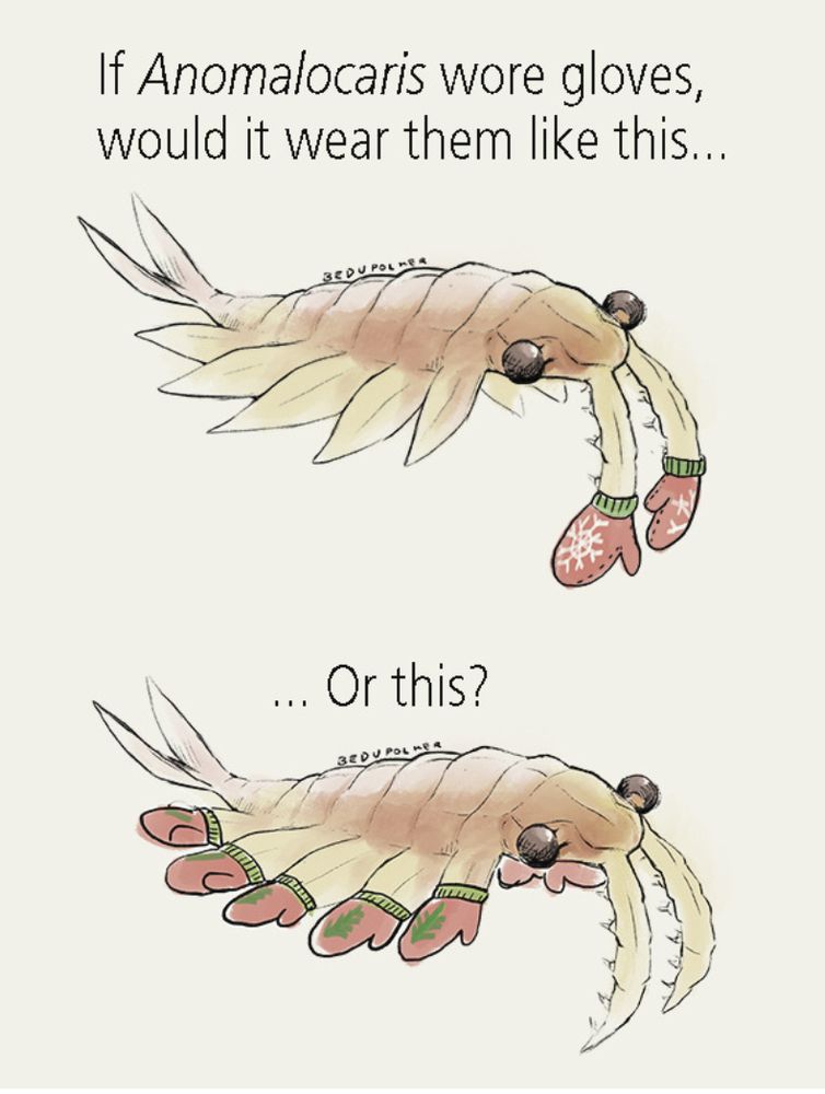 Two identical anomalocaris, a type of extinct aquatic arthropod-like organism vaguely resembling a shrimp. The one on the top is wearing two mittens on the appendages on its face, the one on the bottom is wearing mittens on each of its multiple lobes/fins along its sides. Caption reads, "If Anomalocaris wore gloves, would it wear them like this... or this?"