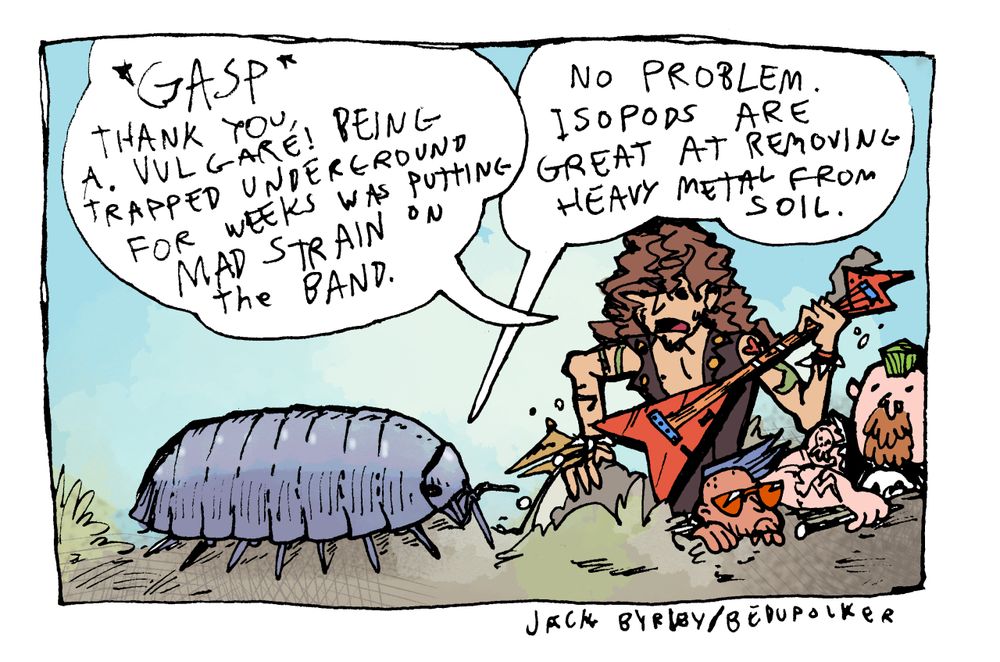 Panel 3: The isopod stands next to three radical rock stars poking up from the ground. Rock star dialogue: Gasp! Thank you, A. Vulgare! Being trapped underground for weeks was putting mad strain on the band! Isopod dialogue: No problem, Isopods are great at removing heavy metal from soil. 
