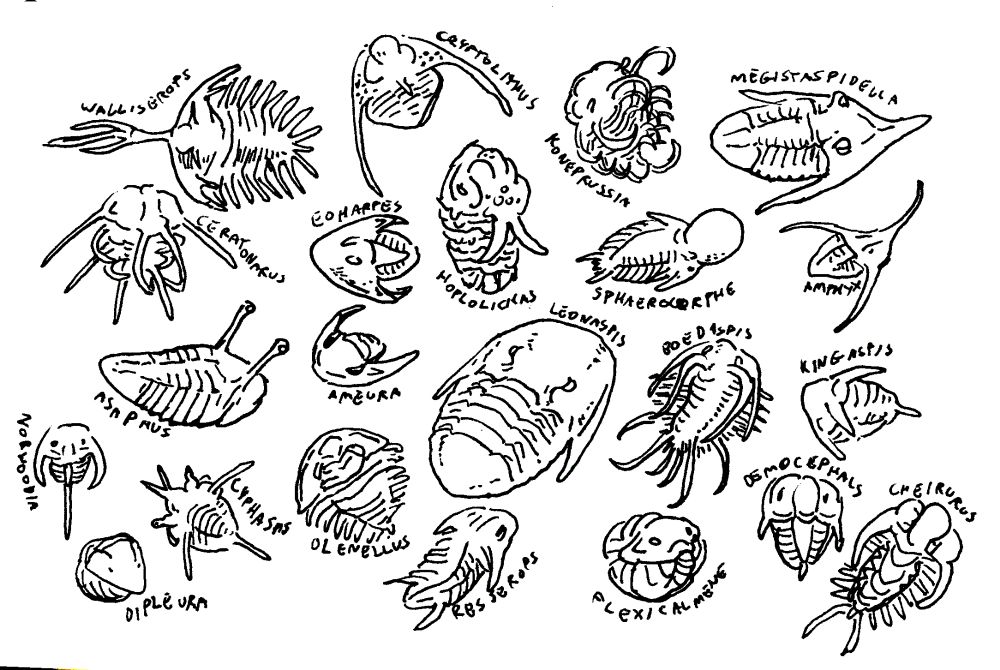 An array of trilobites that have different body shapes, accompanied by small text designating their genus. Some have unique features such as large spikes, unusual appendages, stalk eyes, horseshoe crab-like bodies, and more.