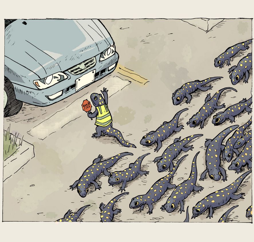 The front end of a vehicle stopped at an intersection, held up by a salamander in a tiny safety vest and stop sign. Behind it is a large group of yellow spotted salamanders crossing the road.