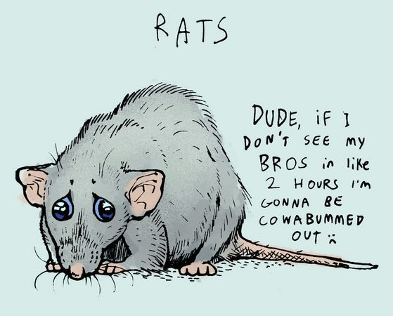 A dumbo rat with big sad eyes, captioned, "RATS." Text: Dude, if I don't see my bros in like 2 hours I'm gonna be cowabummed out...