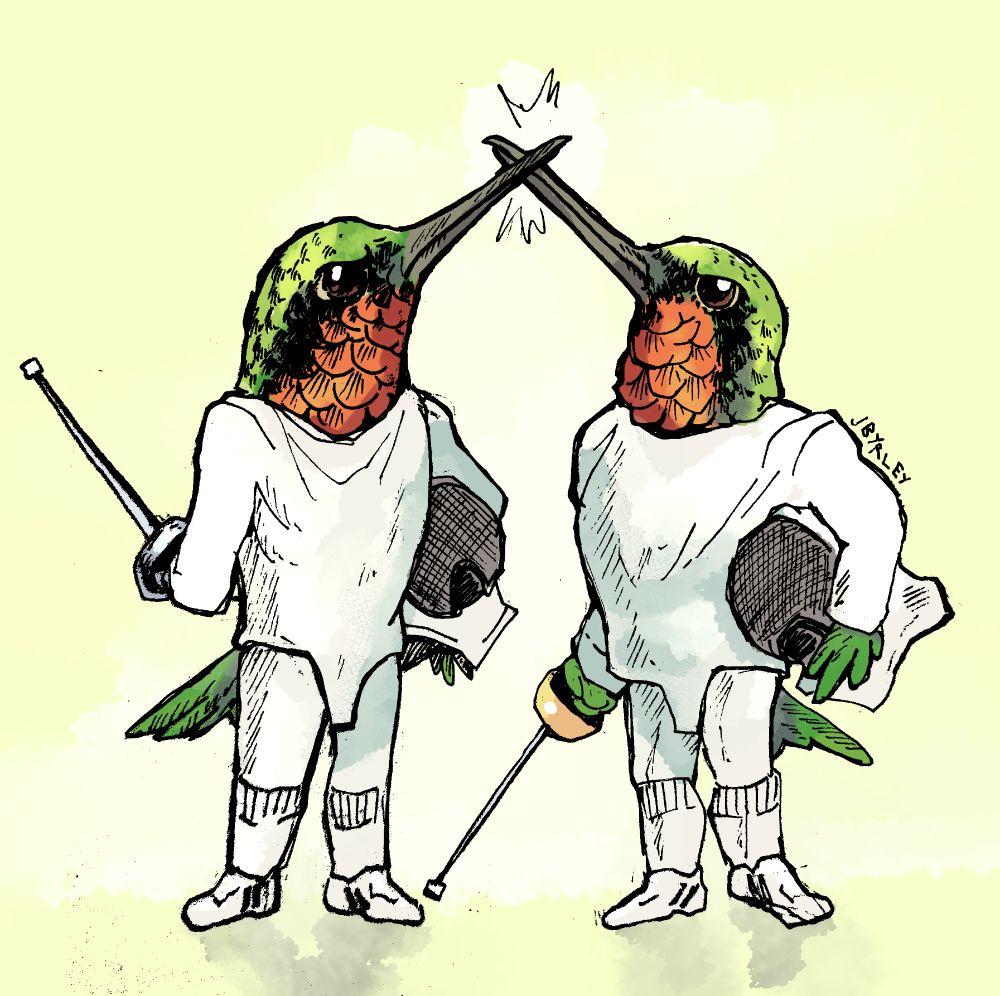 Two hummingbirds clad in fencing gear with their helmets under their arms/wings. Their beaks are clashing as if they were swords.