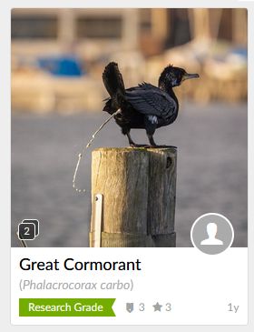 A screenshot of inaturalist, a citizen science app with text describing the common and scientific name of the observation. The image features a medium sized dark gray bird with a long bill called a Great Cormorant in the midst of defecating. 
