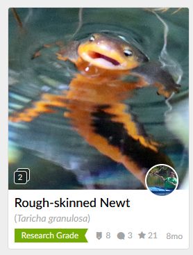 A screenshot of inaturalist, a citizen science app with text describing the common and scientific name of the observation. The image features a newt with an orange belly poking its head out of the water, mouth open and with a splayed pose that makes it look like its humorously gasping for air. 