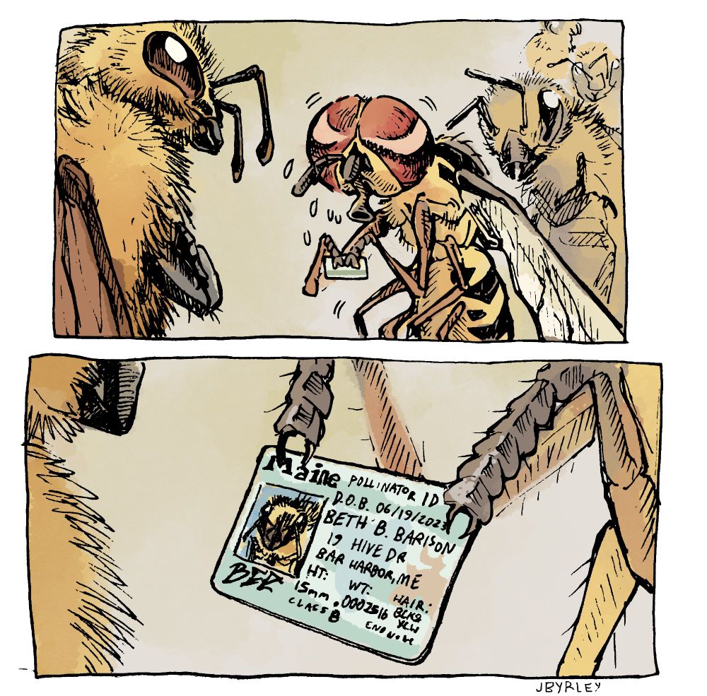 A two panel comic with no dialogue. The first panel features a shaky nervous hoverfly, a type of fly that's yellow with black stripes like a bee, standing in a line only filled with other honeybees. One bee stands in front like a bouncer. Panel 2 is a closeup of the hoverfly holding out an ID that is clearly fake, as the picture is that of a bee.