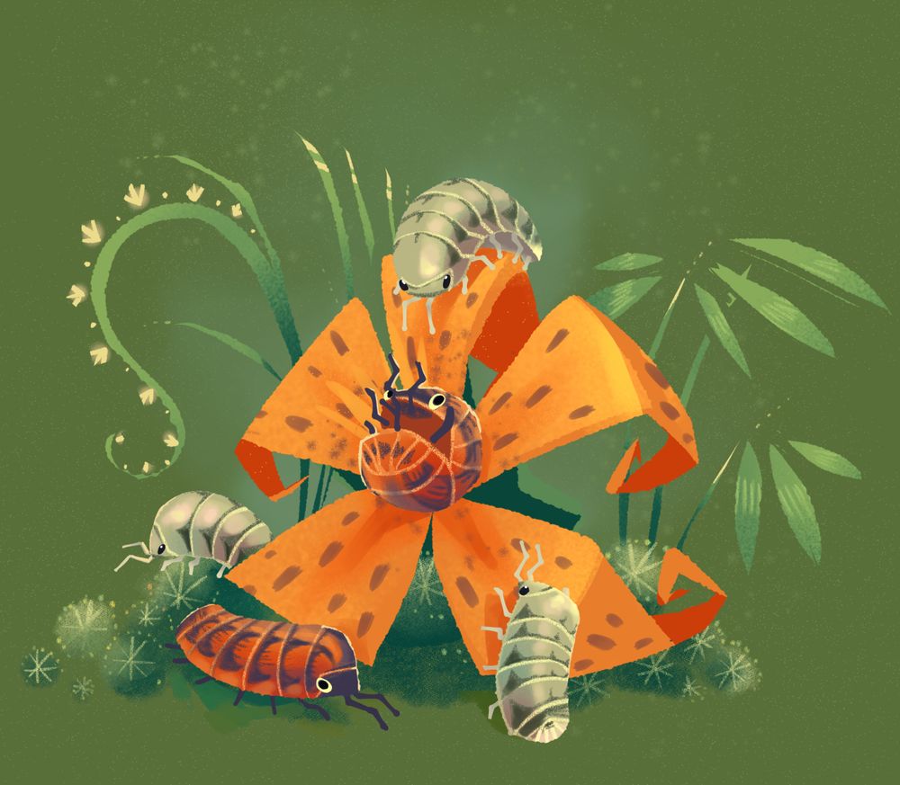 A collection of orange and white striped isopods crawling over a tiger lily, with one on its back directly in the center. They are surrounded by vines, moss, and grasses.