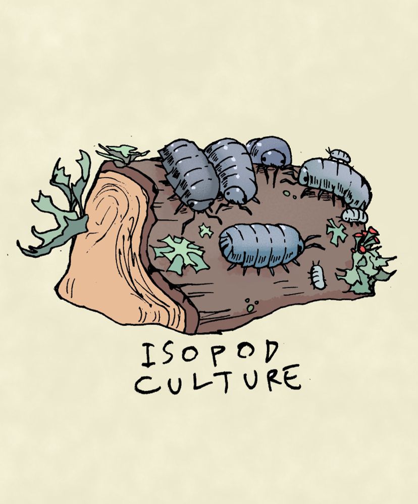 Five isopods on an old, lichen-covered log. Caption reads: Isopod culture. 