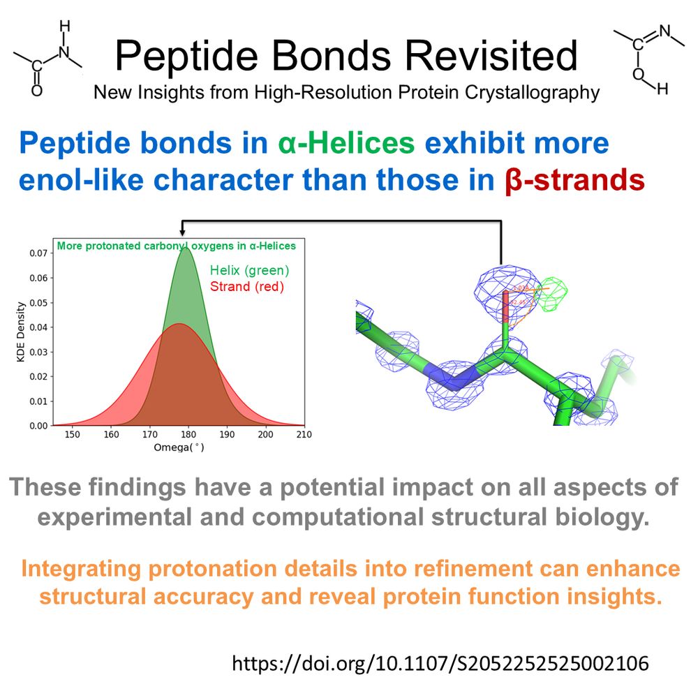 peptide bonds, Enol, Protonated carbonyl oxygen