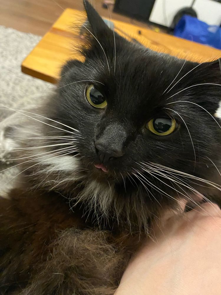 Black and white cat named Lucy with big green eyes and a tiny bit of her tongue sticking out 
