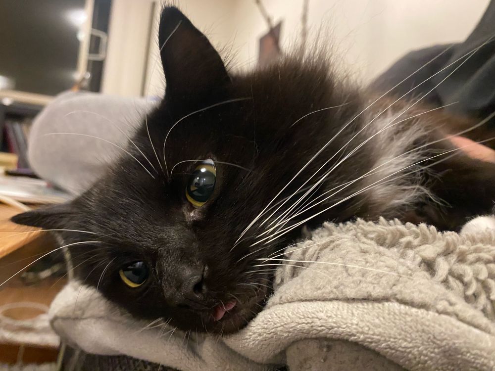 Black and white cat named Lucy with big green eyes and a tiny bit of her tongue sticking out 