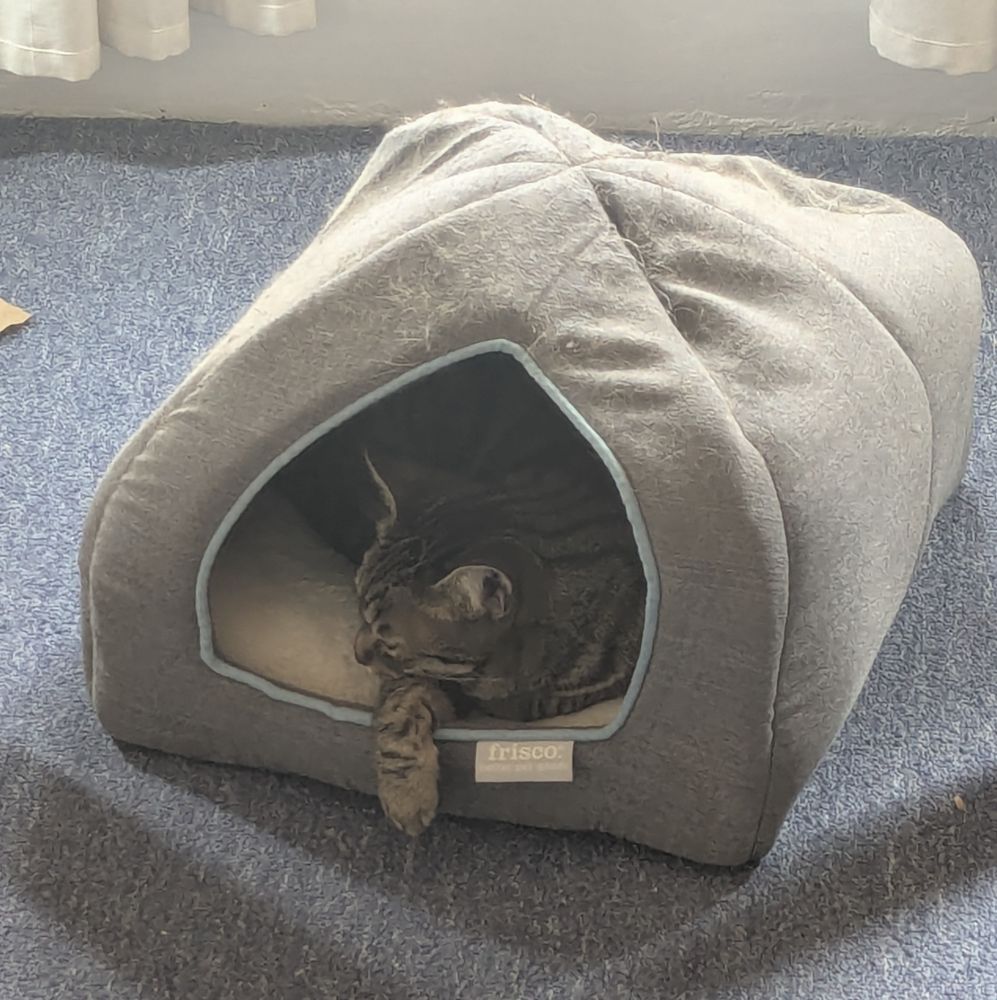 Mako, a brown, grey, and black tabby sleeps in an igloo bed with one paw hanging out.