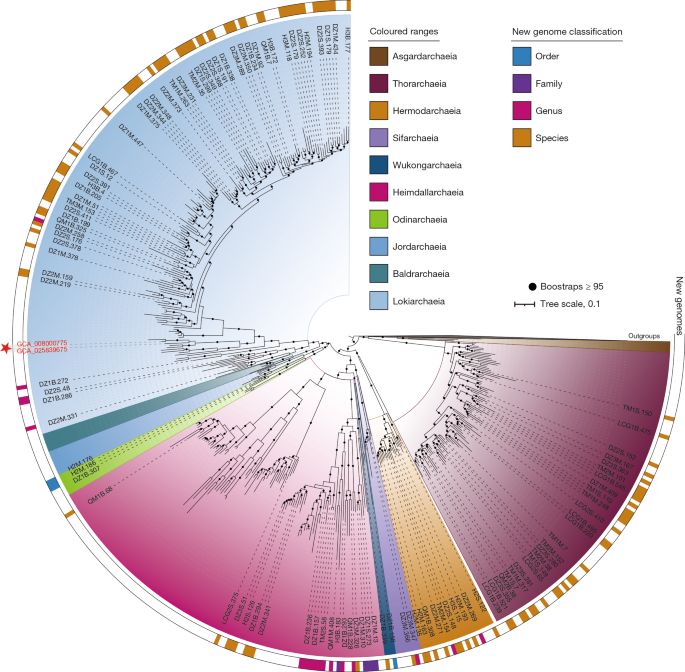 Deep origin of eukaryotes outside Heimdallarchaeia within Asgardarchaeota | Nature