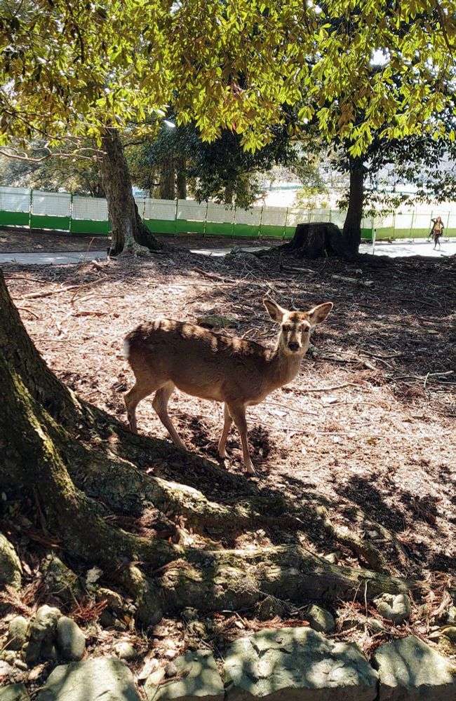 木洩れ日の中の鹿