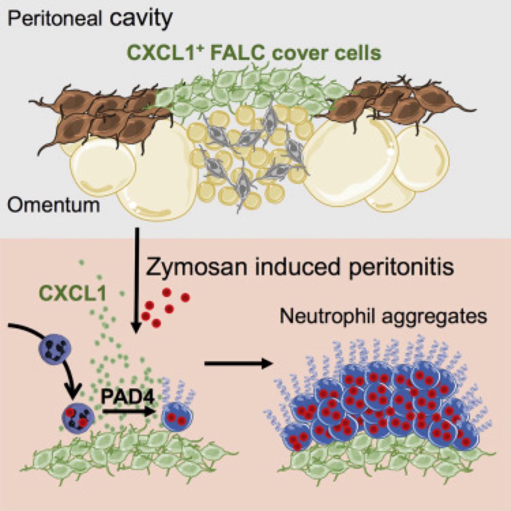 Stromal Cells Covering Omental Fat-Associated Lymphoid Clusters Trigger Formation of Neutrophil Aggregates to Capture Peritoneal Contaminants