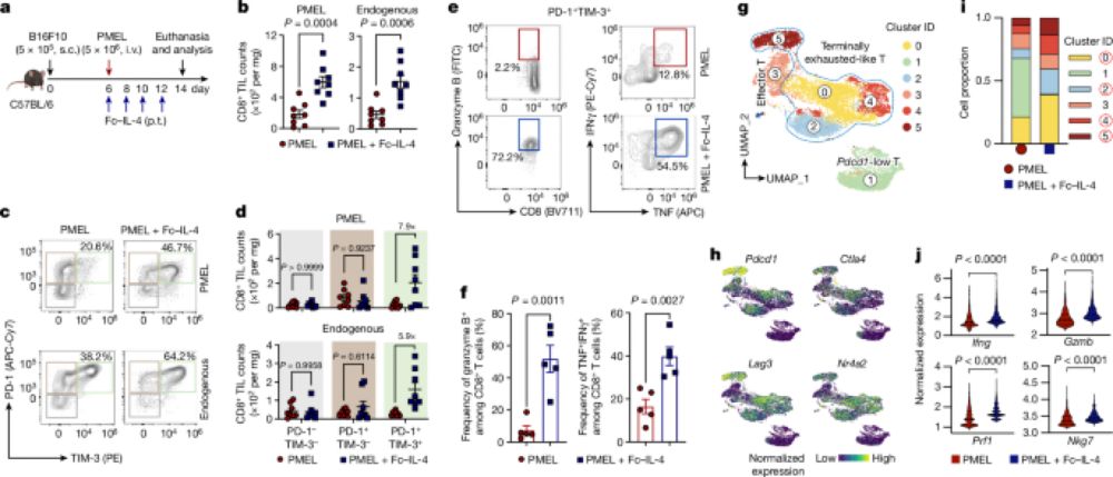 The type 2 cytokine Fc–IL-4 revitalizes exhausted CD8+ T cells against cancer - Nature