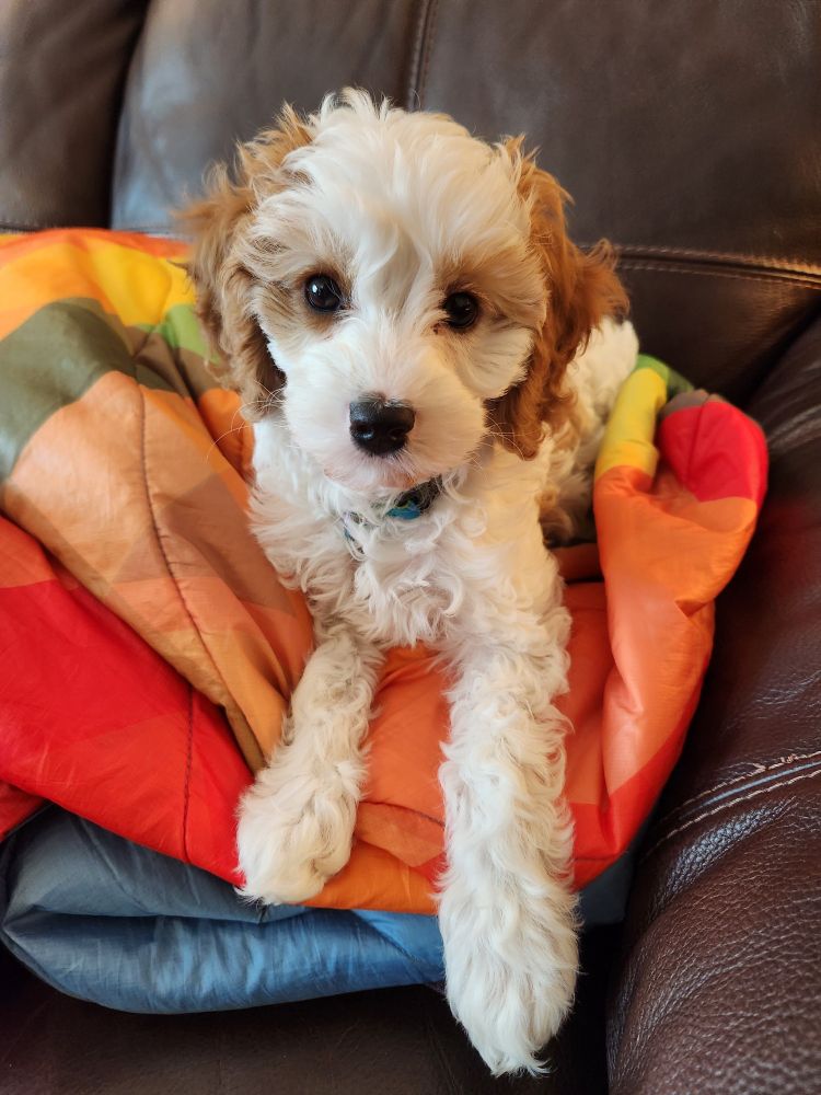 A blenheim-colored (white and light brown) cavapoo puppy looks at the camera while sitting on a rainbow colored Rumpl blanket. 