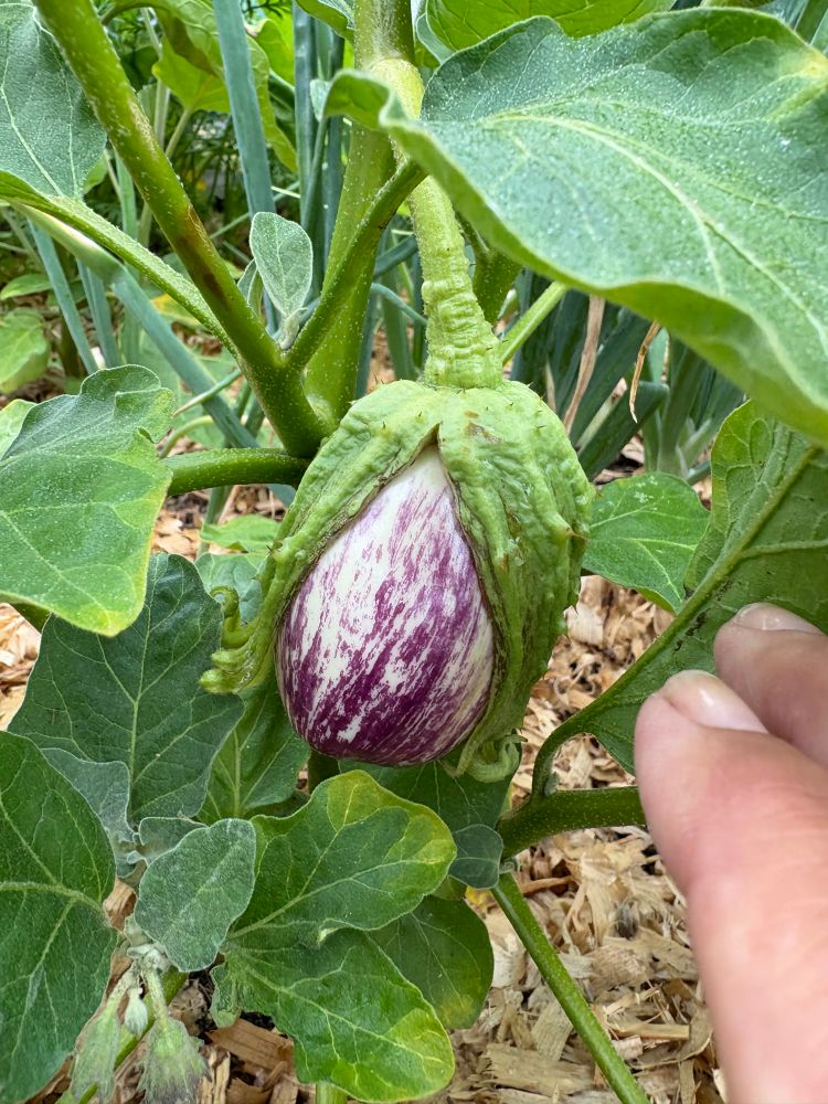 Baby eggplant 