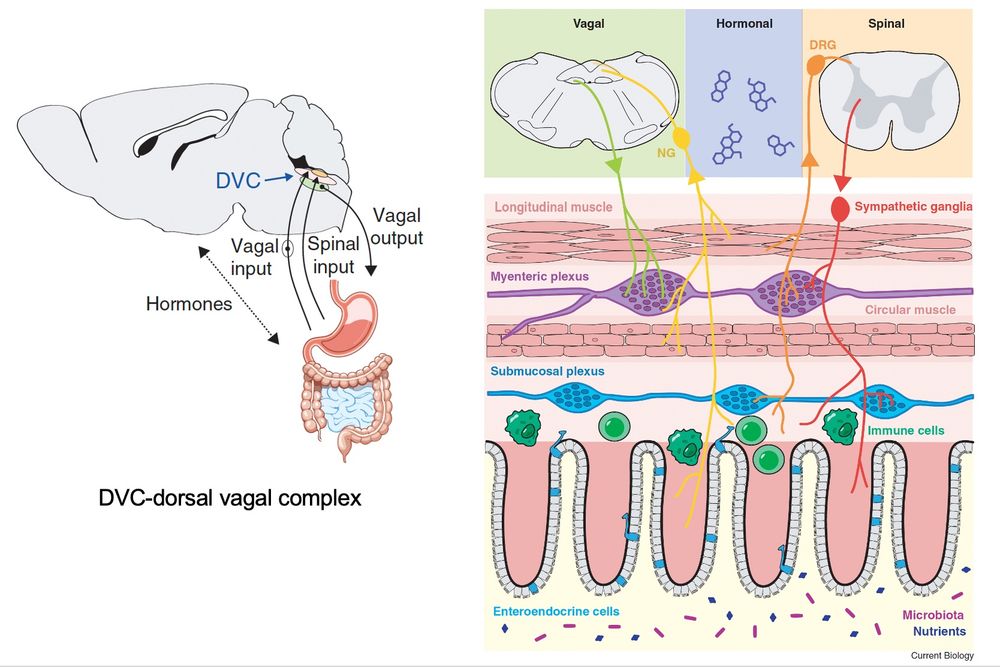 diagrams of gut-brain communication