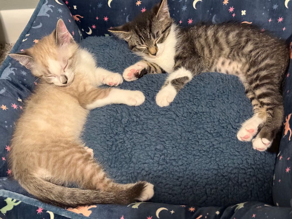 Two kittens sleeping in a fluffy blue cat bed.
