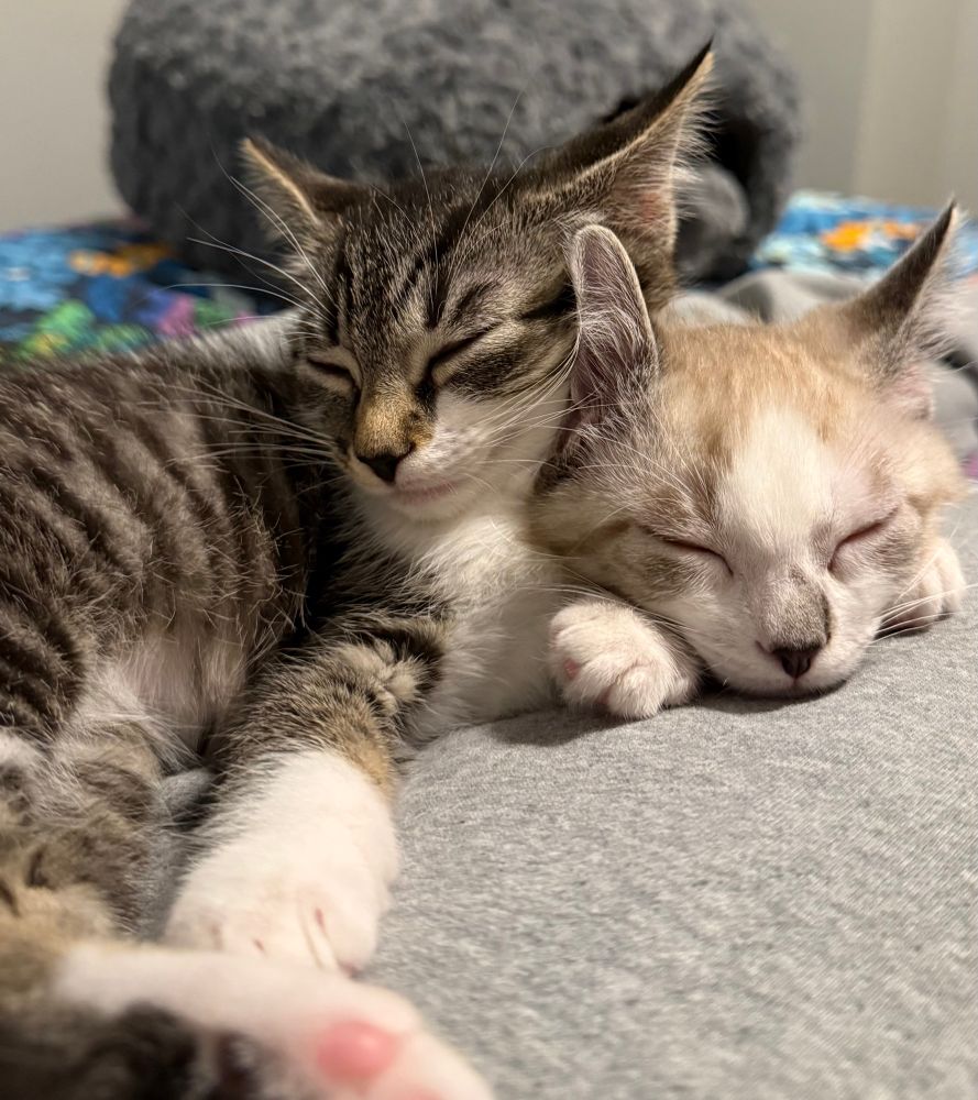 Two kittens asleep in a lap with one of the kittens resting their head on top of the other. 