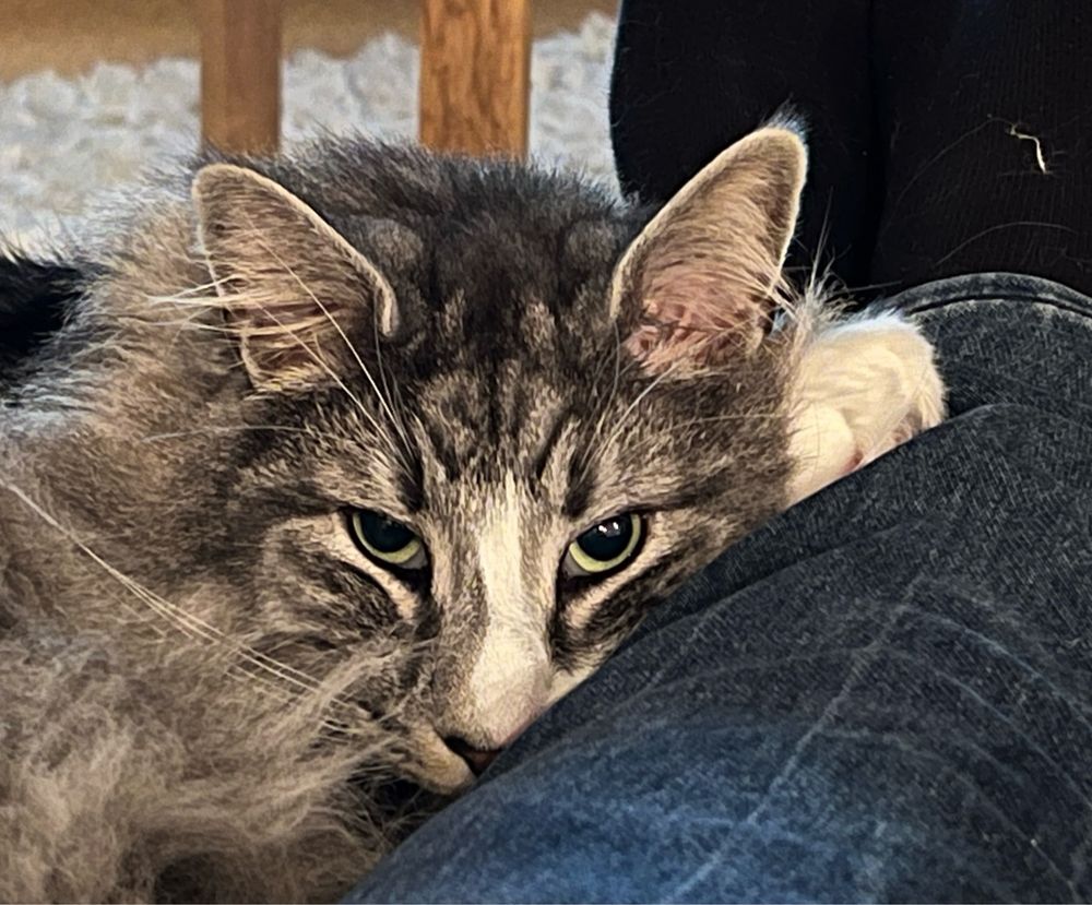 Unser Kater liegt entspannt an einem Bein und schaut in die Kamera