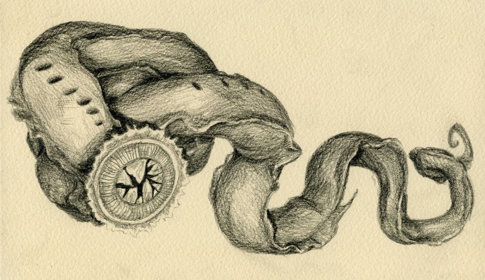 a graphite drawing on toned beige paper of a horrible knotted up deep sea worm creature with fractured glass teeth in its circular jaw.