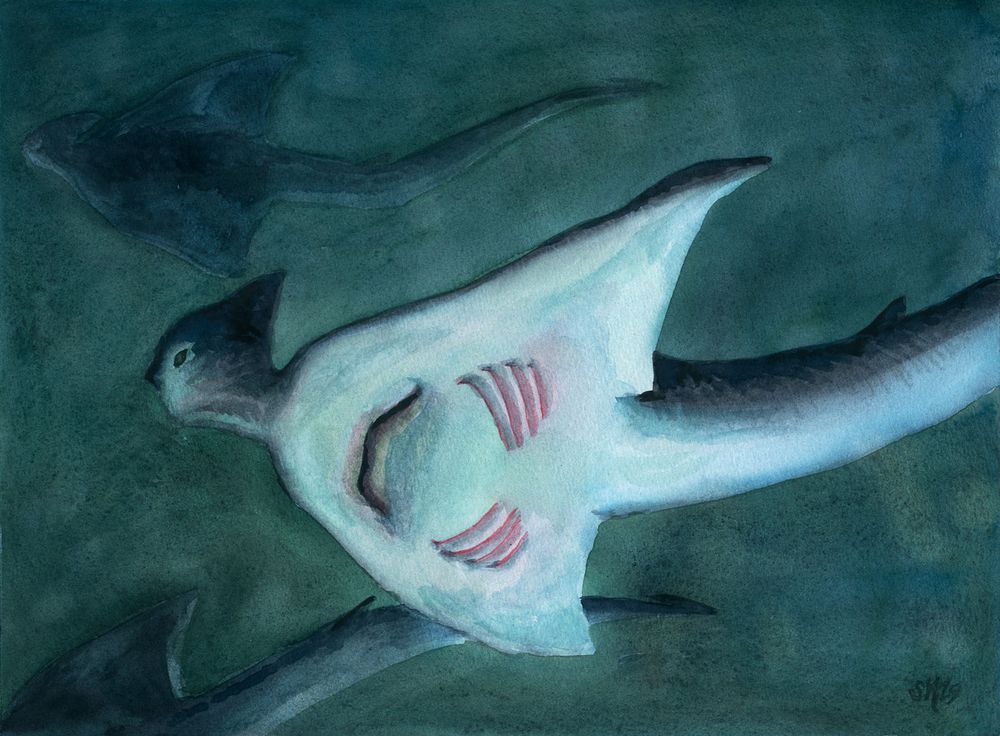 a watercolour painting of stingray mermaids swimming in murky water, the nearest one's white underbelly showing off its gills and the large mouth where a human's ribcage would be.