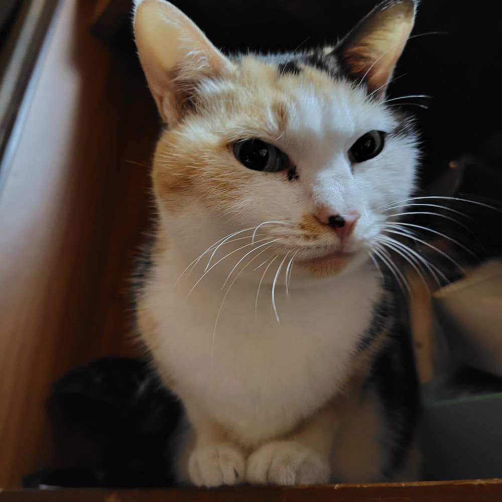 我が家の三毛猫😸