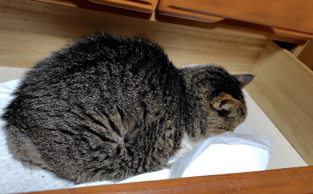 引き出しで寝るベテラン高齢猫