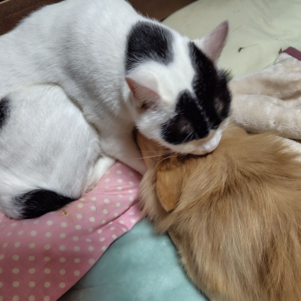 毛づくろいする優しい長男😸